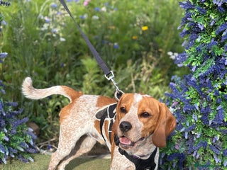 Beaglier dogs 13 month old beaglier - Advert 1