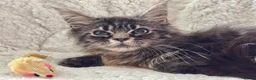 Maine Coon cats for sale: Maine coon kittens fluffy cuddly kittens - Advert 4