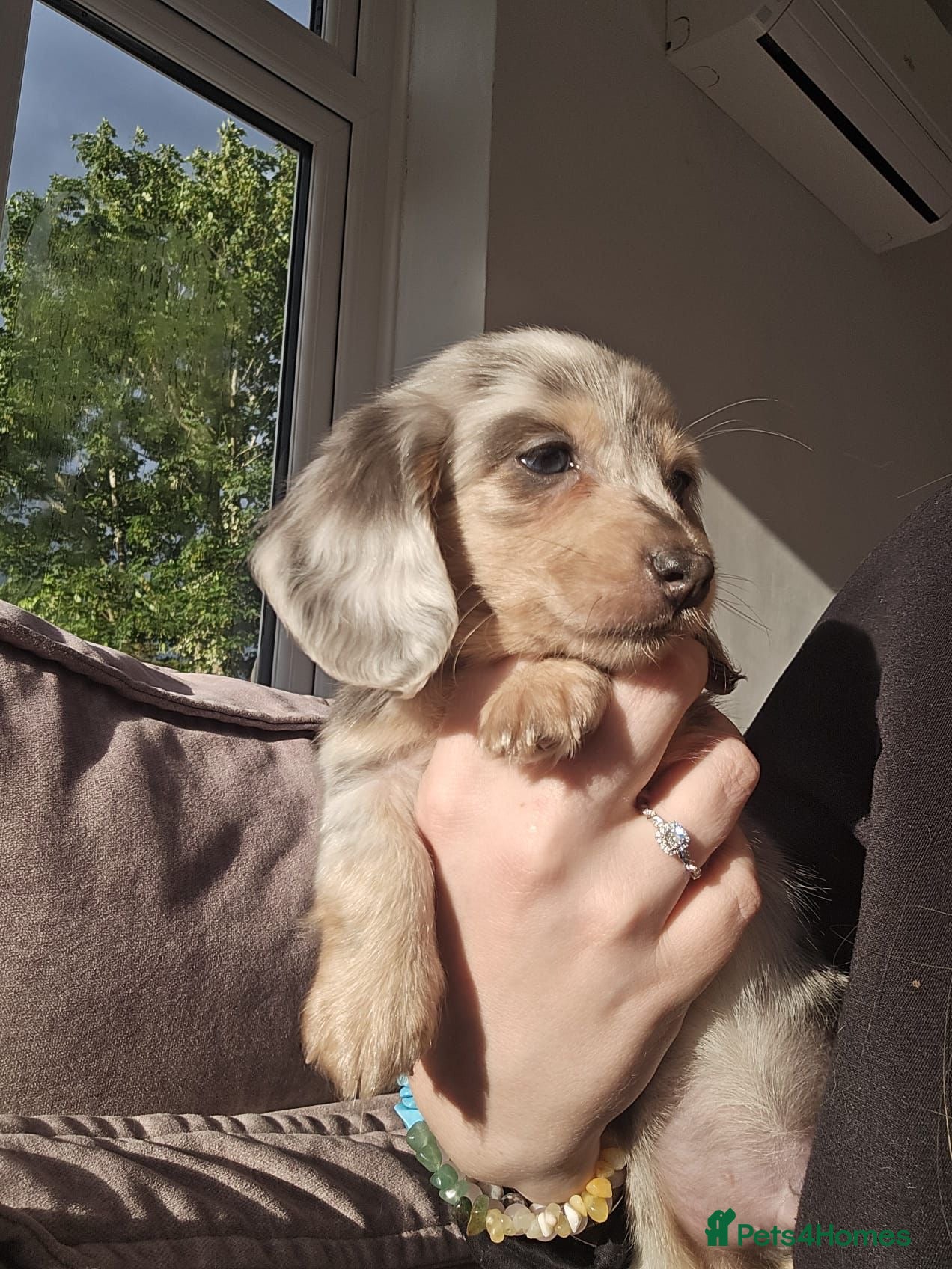 Miniature Dachshund dogs Stunning miniature dachshund boys - Advert 13