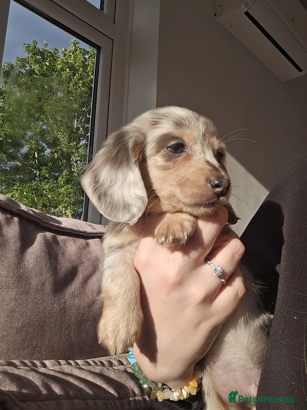 Miniature Dachshund dogs for sale: Stunning miniature dachshund boys in Grays - Advert 1