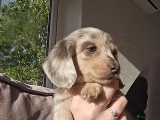 Miniature Dachshund dogs Stunning miniature dachshund boys - Advert 13
