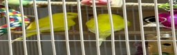 Budgerigars birds for sale: Bonded pair of beautiful yellow budgies  - Advert 10