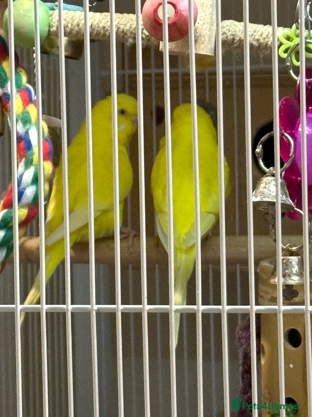 Budgerigars birds for sale: Bonded pair of beautiful yellow budgies  - Advert 10