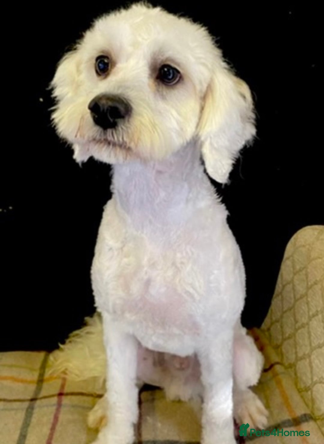 Maltipoo dogs for sale: NEW FAMILY FOR SUPER MALTIPOO BOY - Image 4