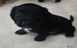 Cocker Spaniel dogs for sale: KC Registered Working Cocker Spaniels - Image 5