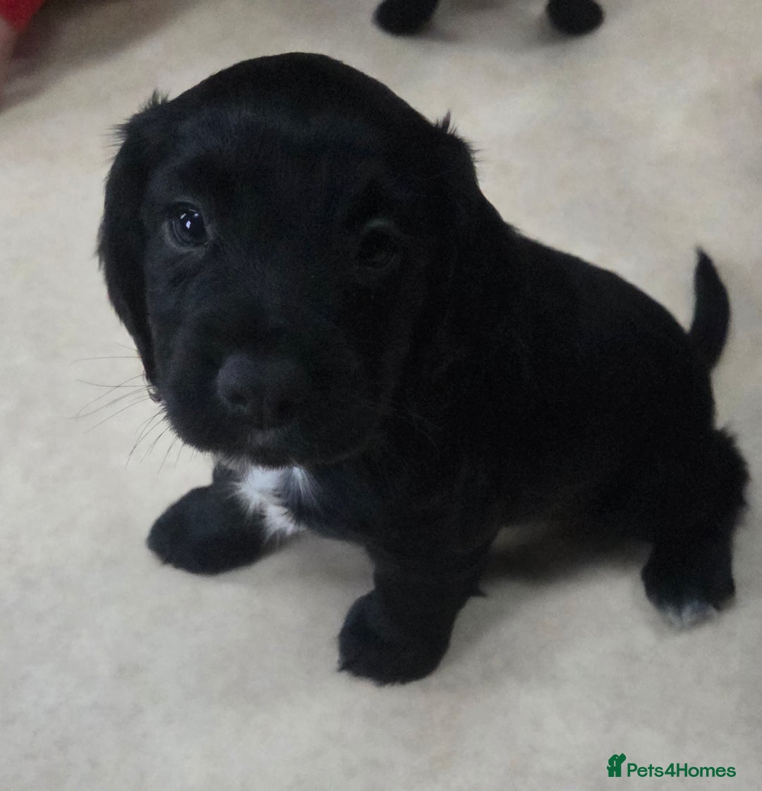 Cocker Spaniel dogs for sale: KC Registered Working Cocker Spaniels - Image 5