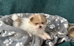 Pomeranian dogs for sale: Fluffy Pomeranian puppies - Image 3