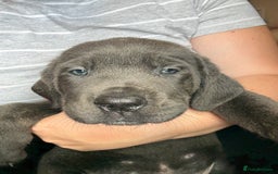 Cane Corso dogs for sale: 2 blue & 2 black cane corso girls! Can leave now🐾 - Image 13