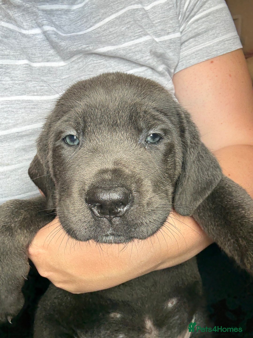 Cane Corso dogs for sale: 2 blue & 2 black cane corso girls! Can leave now🐾 - Image 13
