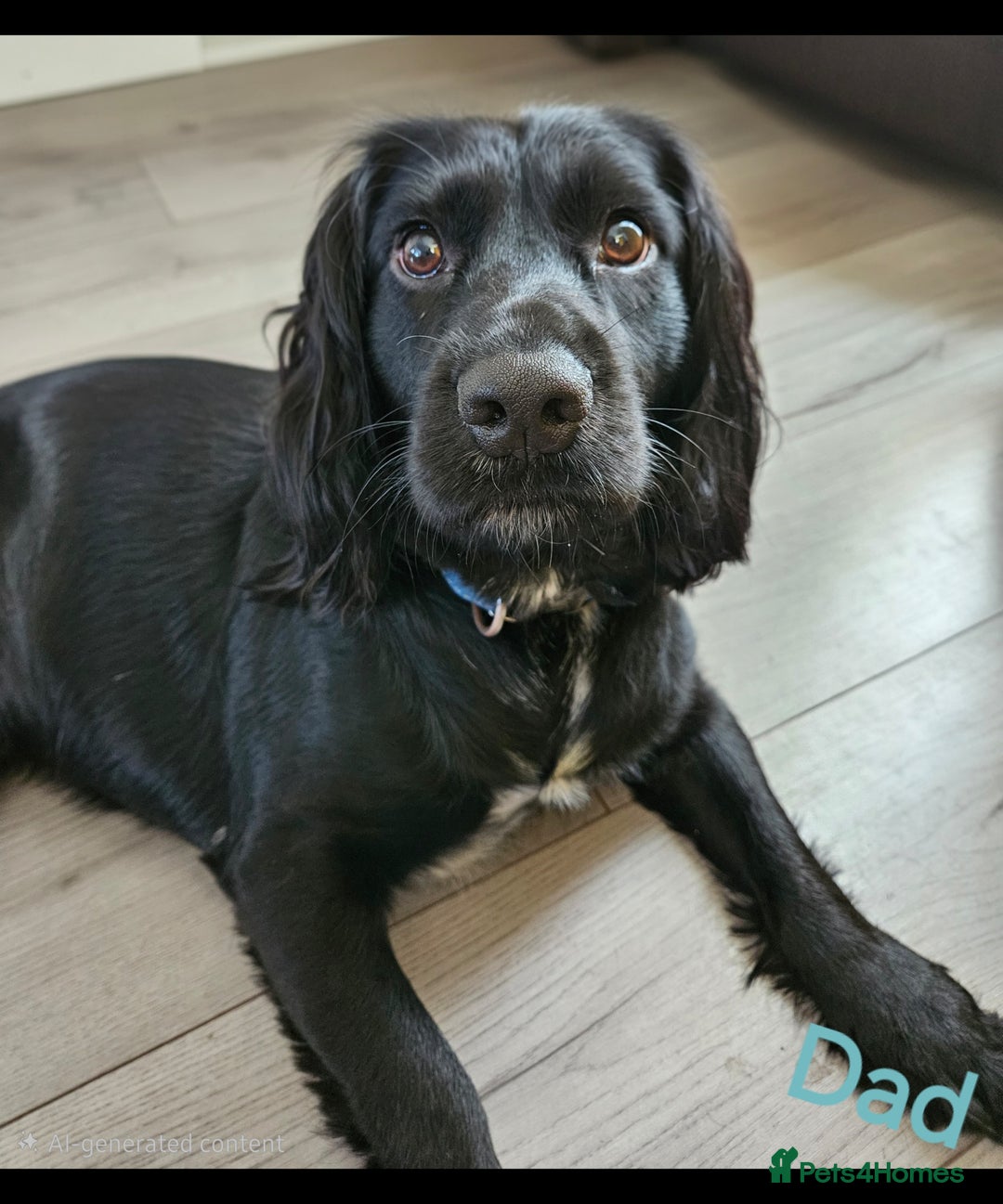 Cocker Spaniel dogs for sale: 5 stunning Cocker Spaniel puppies for sale.  - Advert 2