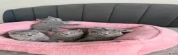 British Shorthair cats for sale: British shorthair kittens - Advert 7