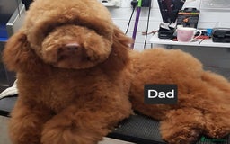Goldendoodle dogs for sale: F1 Goldendoodle - Image 9