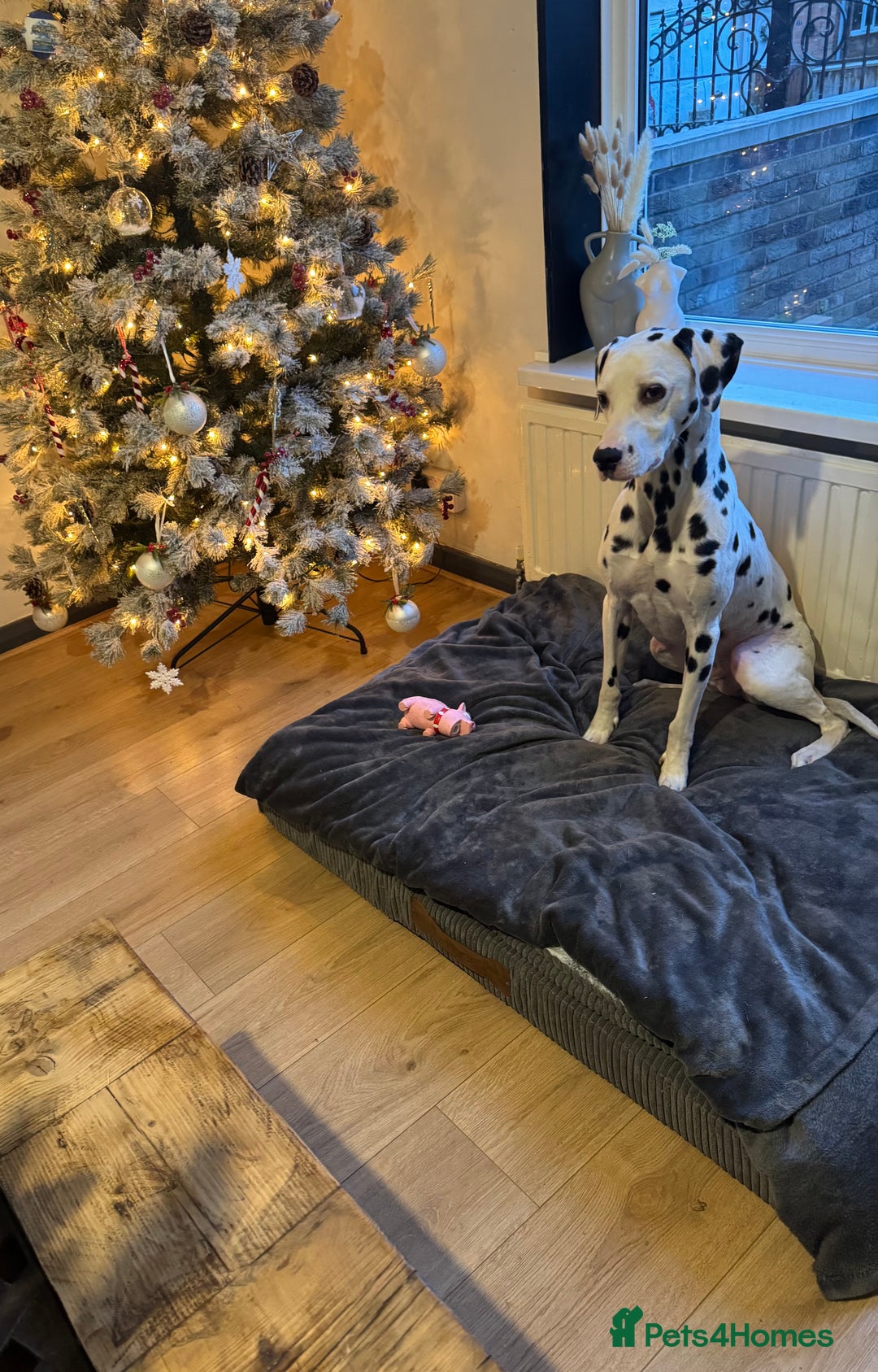 Dalmatian dogs for sale: Dalmatian Mikey full breed 2 years old  - Image 1