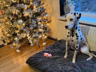 Dalmatian dogs - Advert 1