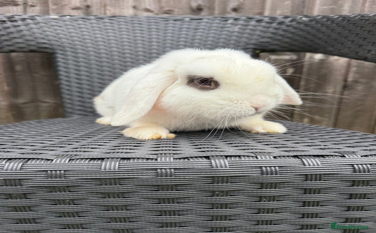 Mini Lop rabbits - Advert 6