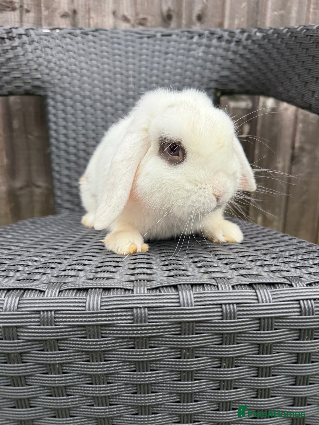 Mini Lop rabbits for sale: Mini lop - Image 1