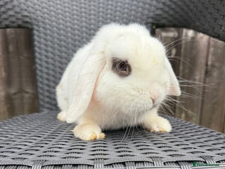 Mini Lop rabbits - Advert 32