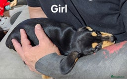 Miniature Dachshund dogs for sale: Ready boy or girl Black and tan smooth Dachshund's - Image 12