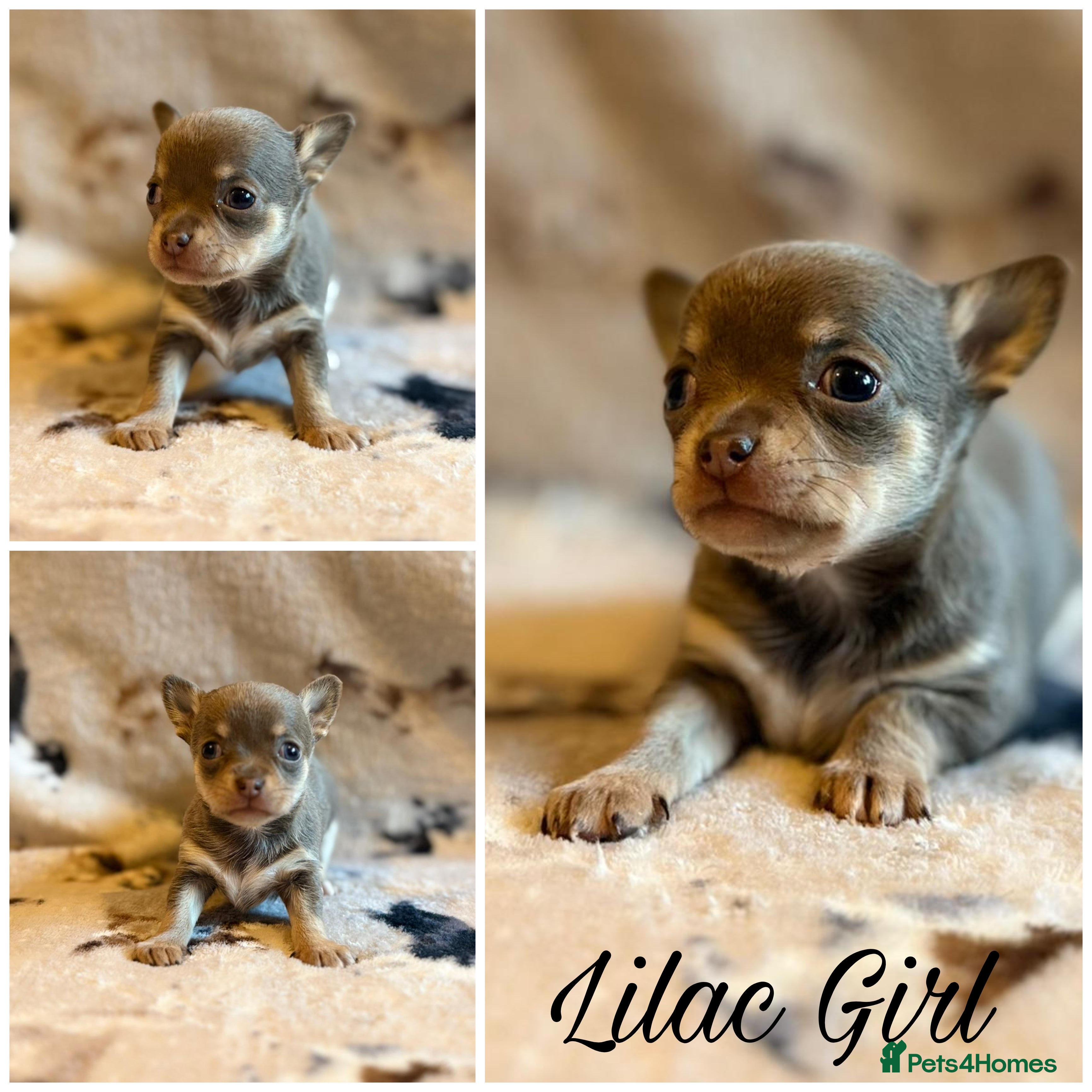 Chihuahua dogs 5 Beautiful true to type small chihuahuas - Advert 1