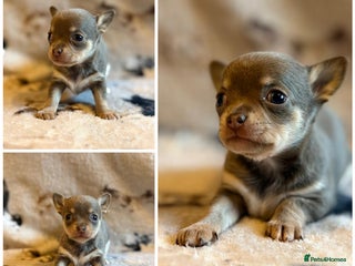 Chihuahua dogs 5 Beautiful true to type small chihuahuas - Advert 1