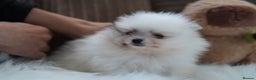 Pomeranian dogs for sale: Two cuties are looking for home  - Advert 16