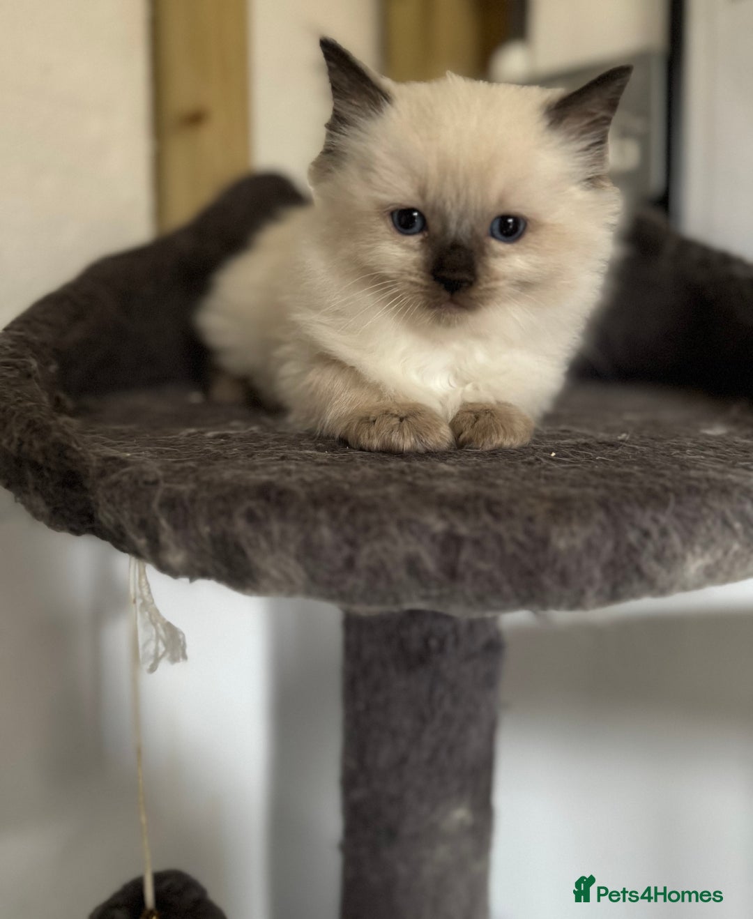 Ragdoll cats for sale: DNA tested Ragdolls - Advert 12