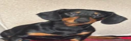 Miniature Dachshund dogs for sale: Miniature dachshund for sale in Newton Aycliffe - Advert 2