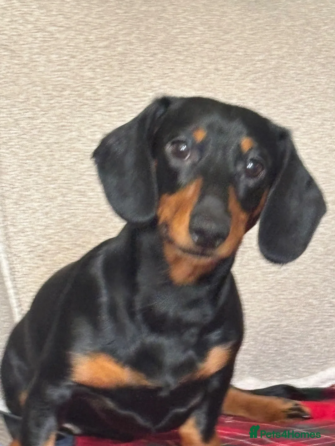 Miniature Dachshund dogs for sale: Miniature dachshund for sale in Newton Aycliffe - Advert 2