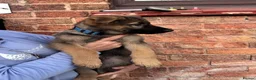 German Shepherd dogs for sale: 9 German shepherd puppies - Advert 17