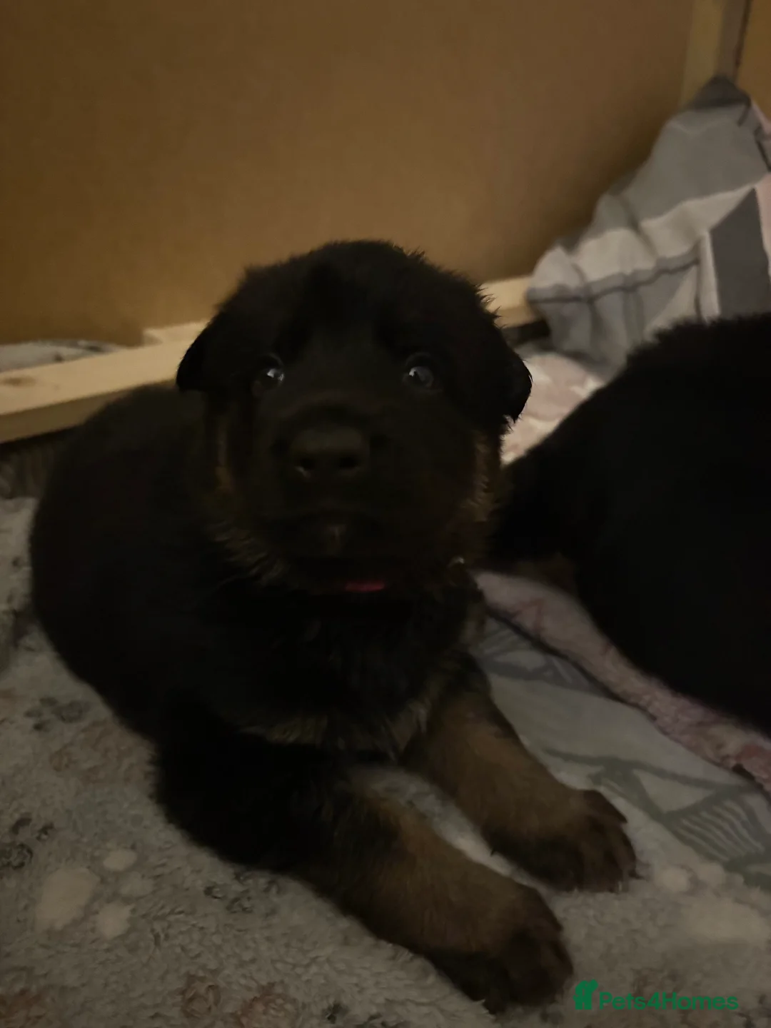 German Shepherd dogs for sale: 2 KC registered German shepherd girls for sale - Advert 5