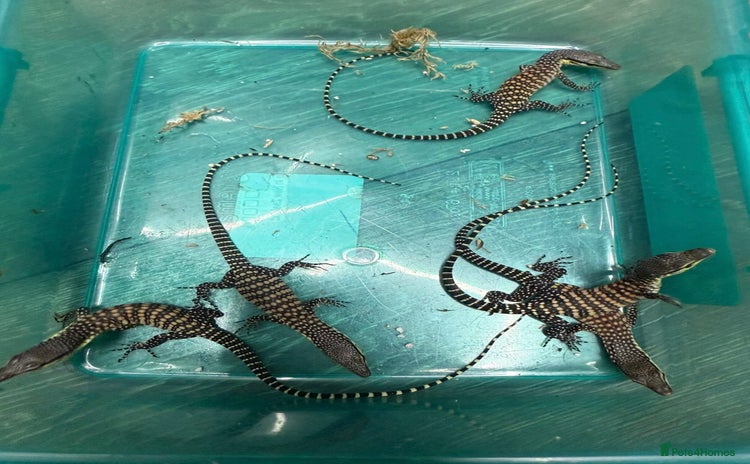 Monitor reptiles - Advert 3