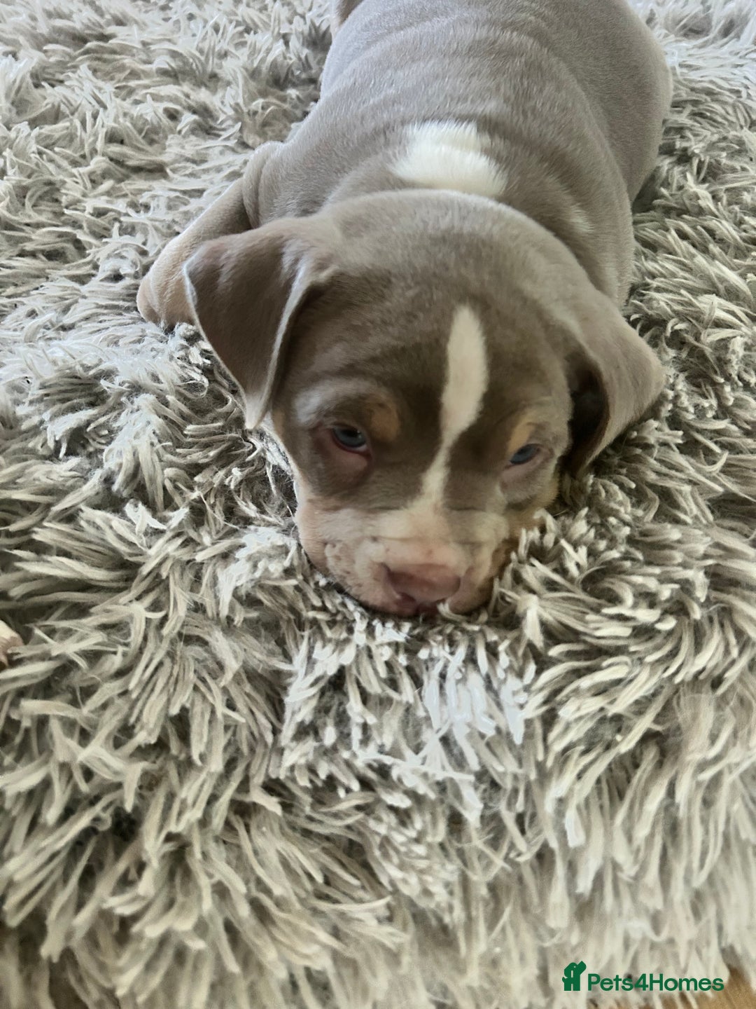 American Bully dogs for sale: TWO gorgeous girls left. Micro Bullys - Advert 7