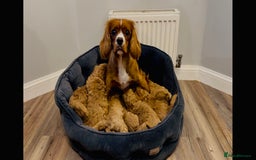 Cavapoo dogs for sale: Extensive DNA & Heart tested quality Cavapoo pups - Image 2