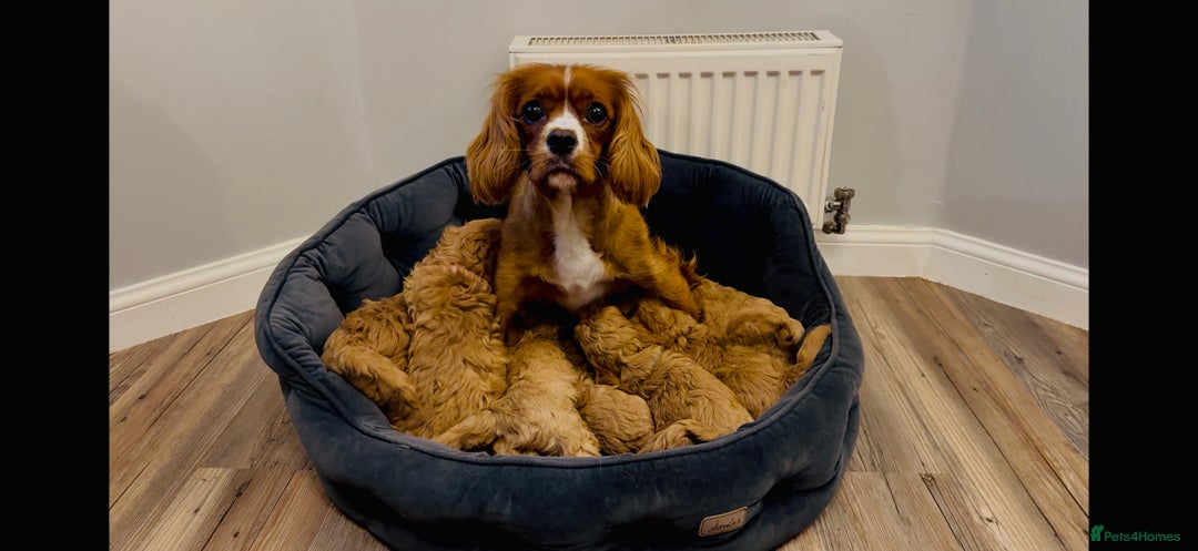 Cavapoo dogs for sale: Extensive DNA & Heart tested quality Cavapoo pups - Image 2