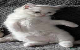 Ragdoll cats for sale: PEDIGREE RAGDOLL KITTENS WITH CHAMPION BLOOD LINE - Image 1