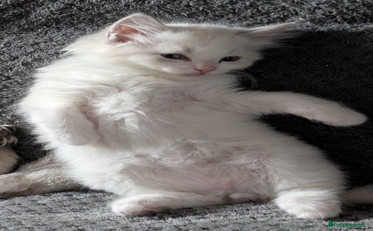 Ragdoll cats - Advert 1