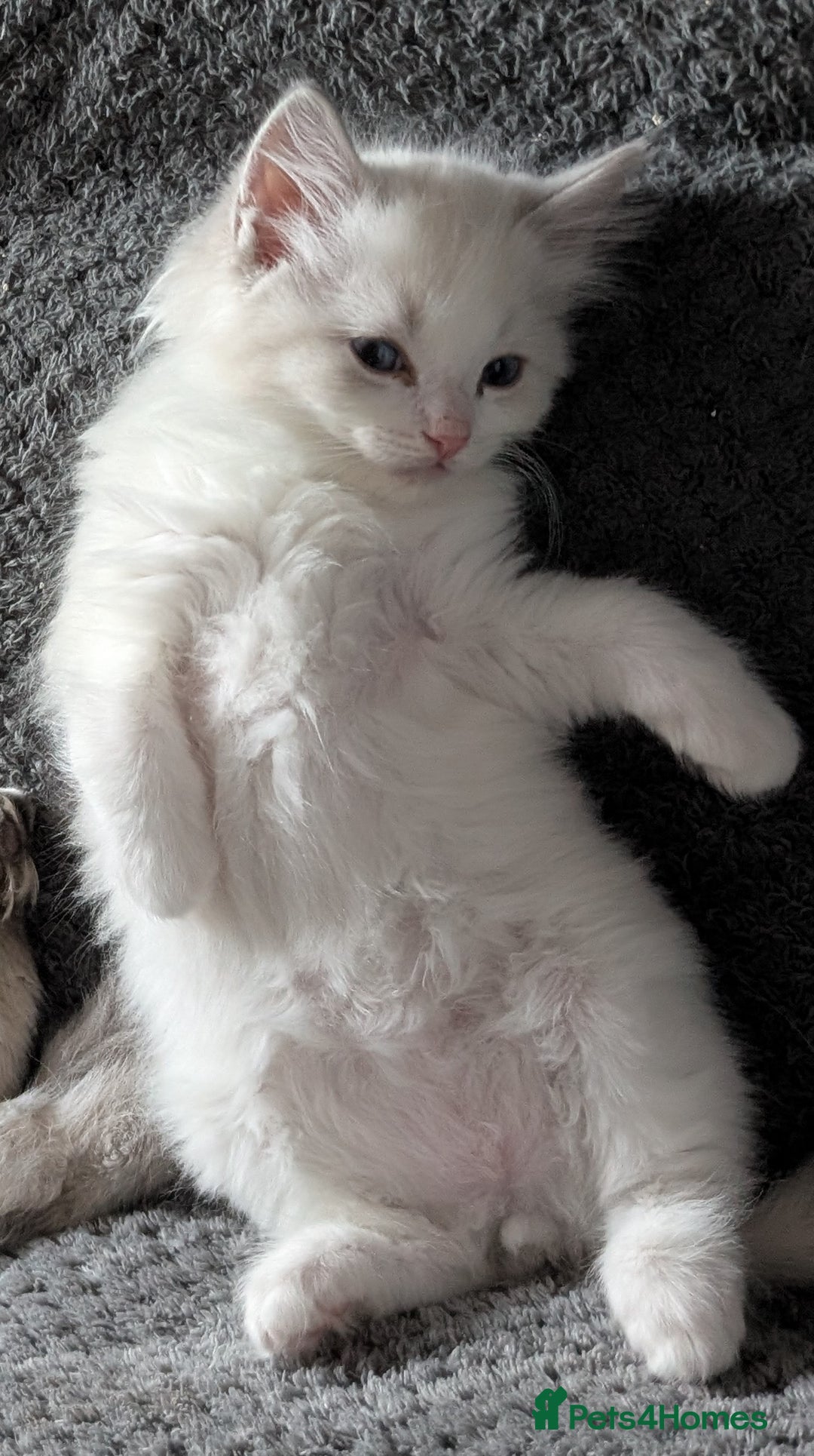 Ragdoll cats for sale: PEDIGREE RAGDOLL KITTENS WITH CHAMPION BLOOD LINE - Image 1