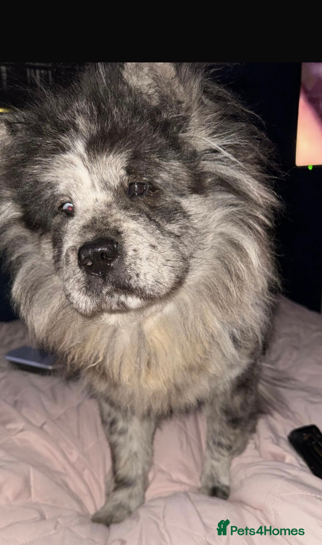 Chow Chow dogs 2 male chow chow Puppys left ready 30th Aug  - Advert 1