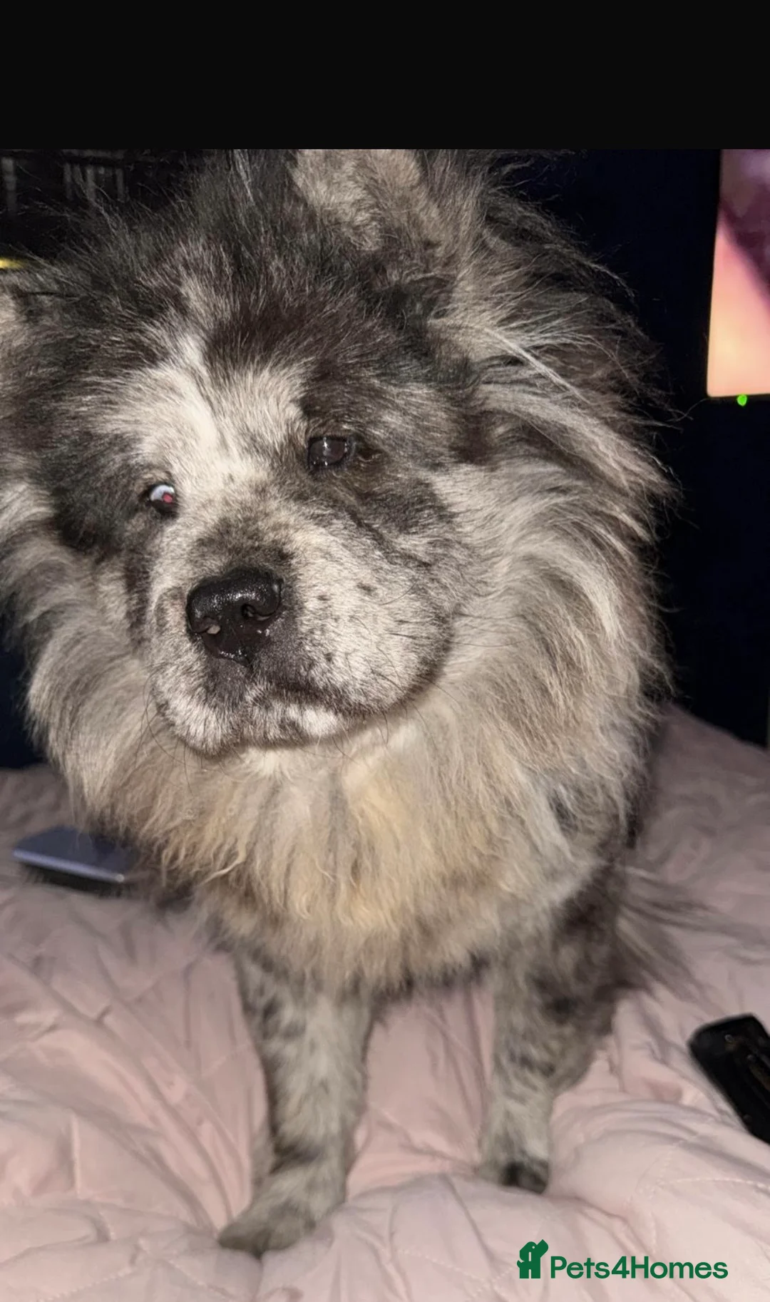Chow Chow dogs for sale: 2 male chow chow Puppys left ready 30th Aug  - Advert 1