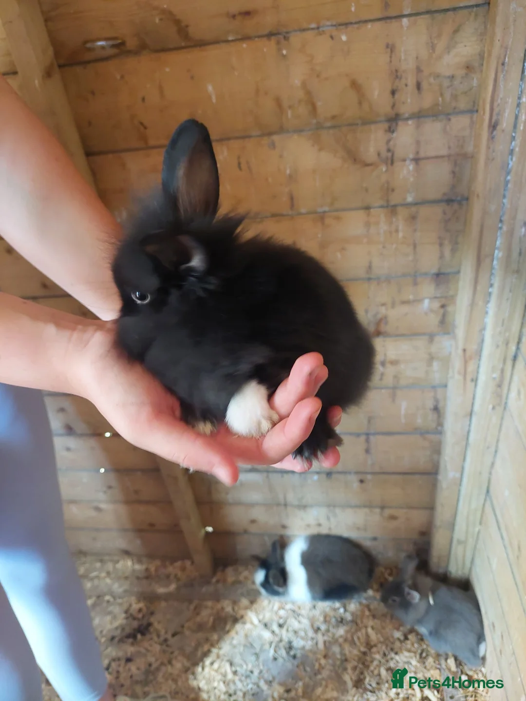 Lionhead rabbits for sale: Baby lionheads ready now  - Advert 2