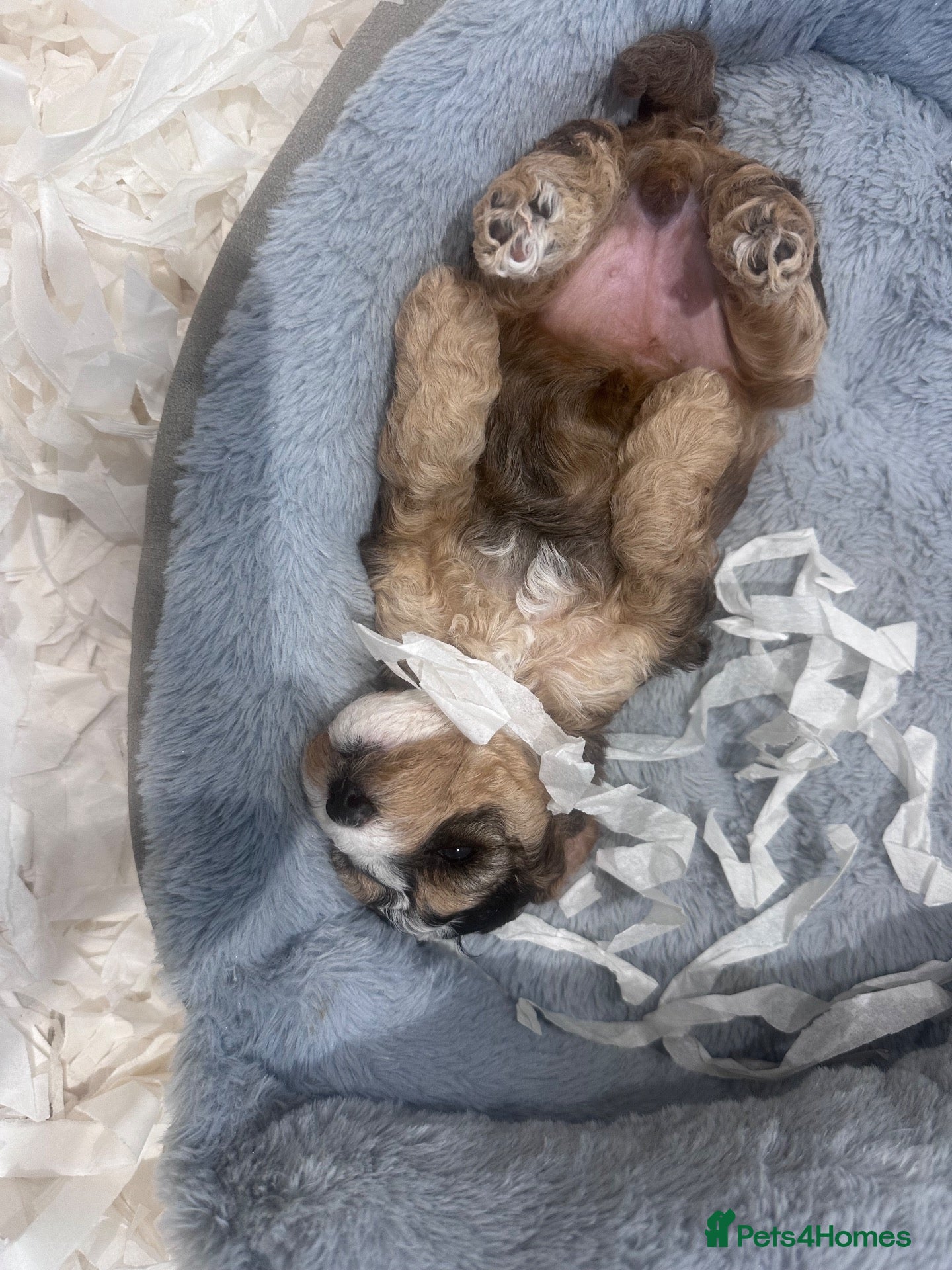 Mixed Breed dogs Beautiful Cockalier Puppies  - Advert 2