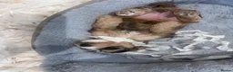 Mixed Breed dogs for sale: Beautiful Cockalier Puppies  - Advert 2