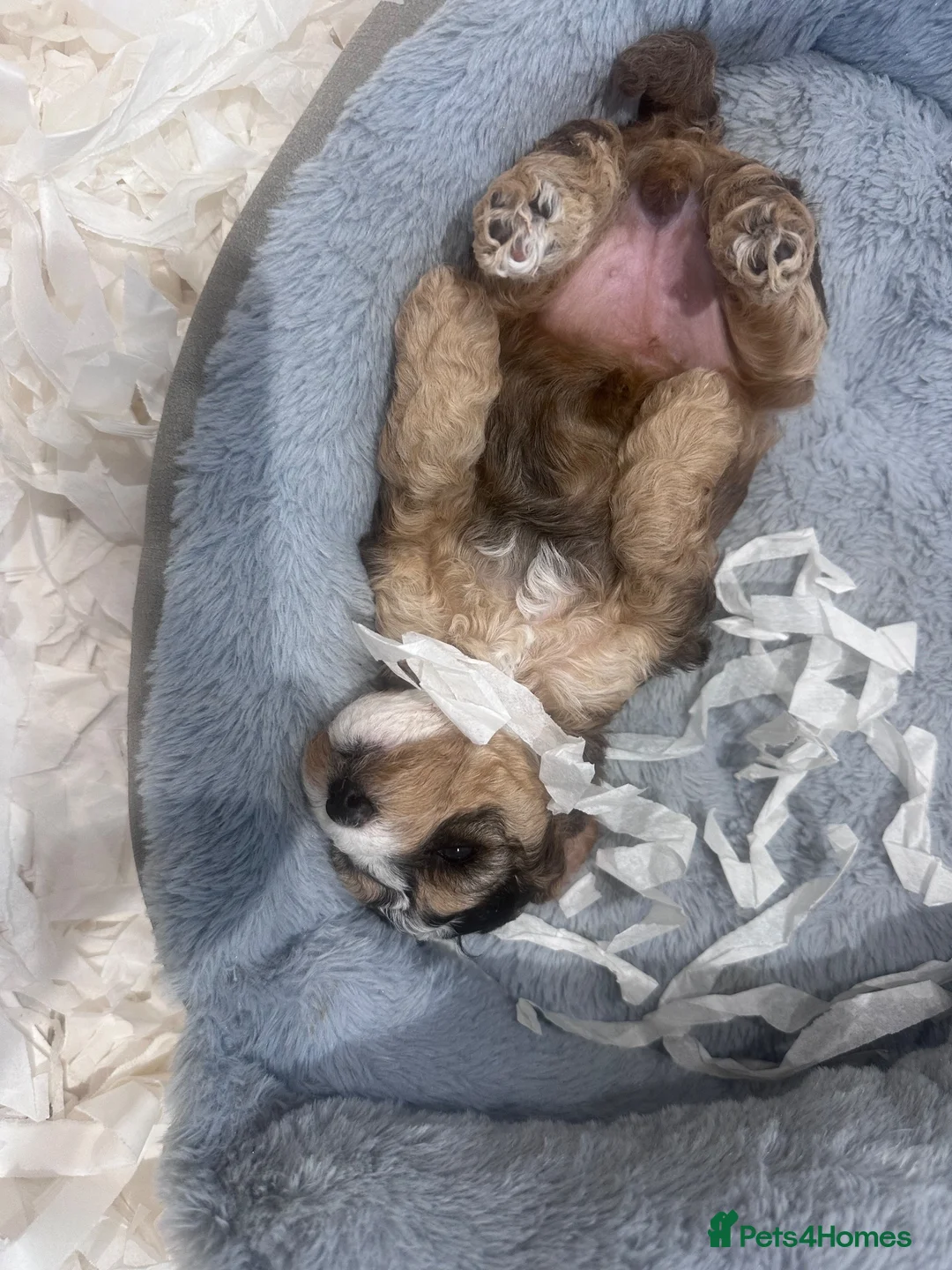 Mixed Breed dogs for sale: Beautiful Cockalier Puppies  - Advert 2