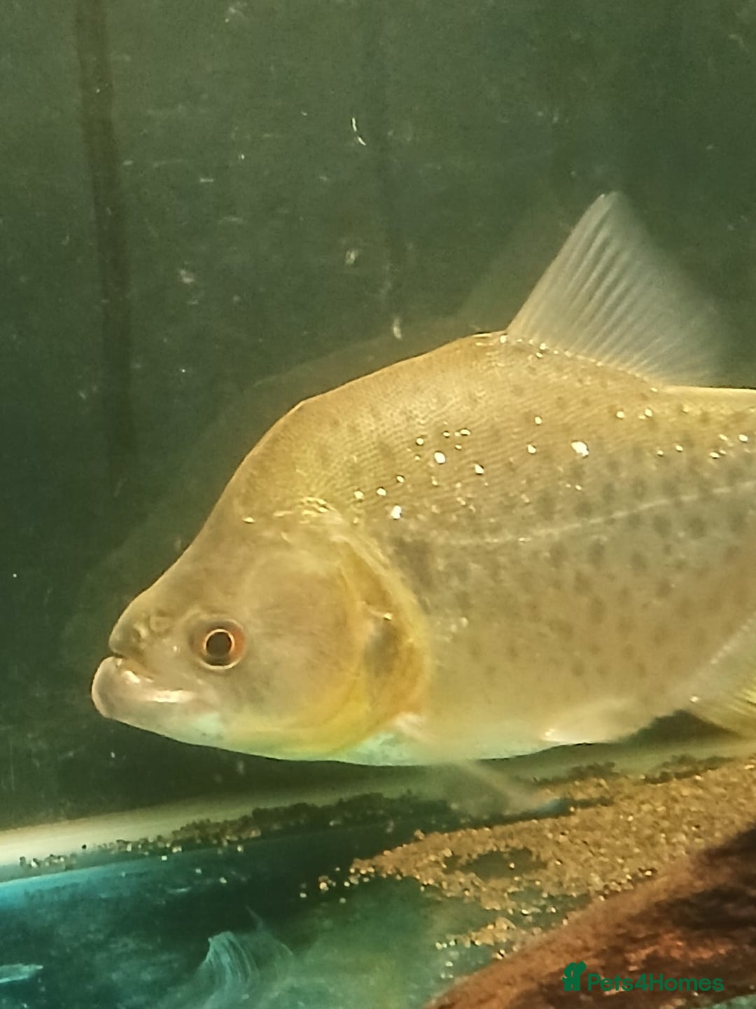 Piranhas fish for sale: Piranhas  - Image 2