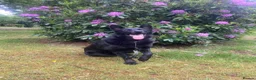 German Shepherd dogs for sale: Lucy  - Advert 5
