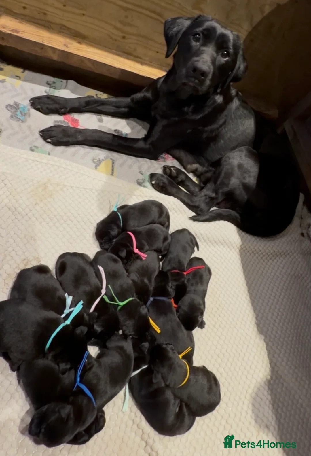 Labrador Retriever dogs for sale: Labrador puppies  in Bideford - Advert 2