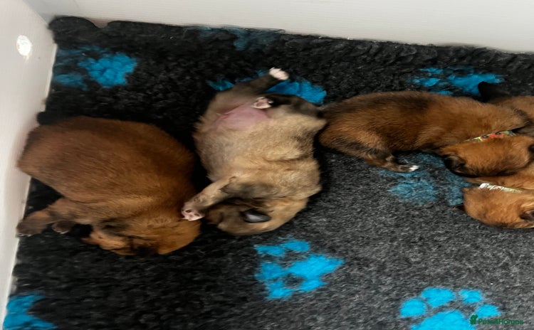 Pomeranian dogs - Advert 1