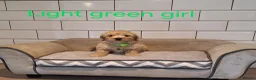 Poochon dogs for sale: F1 Poochon puppies 🥰 - Advert 10