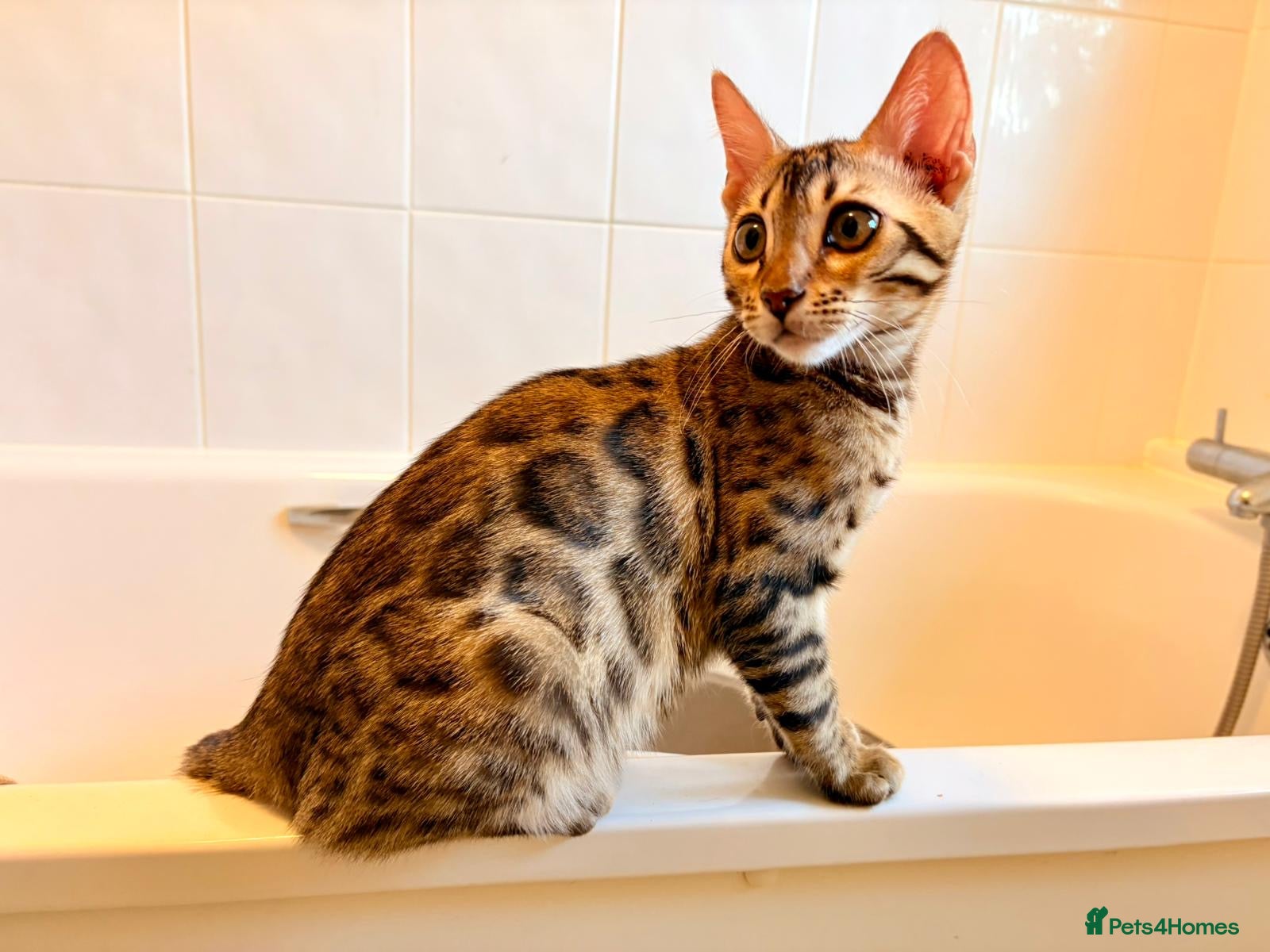 Bengal cats TICA registered Glitter Bengals  - Advert 1