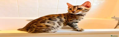 Bengal Kitten 1